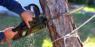 Best Tree Trimming and Pruning  in Festus, MO